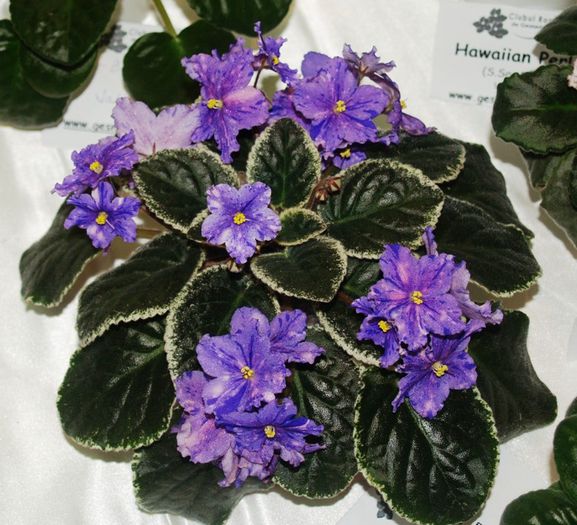 P1012367 - Expozitie violete africane si Gesneriaceae - Bucuresti - 23-25 mai 2014
