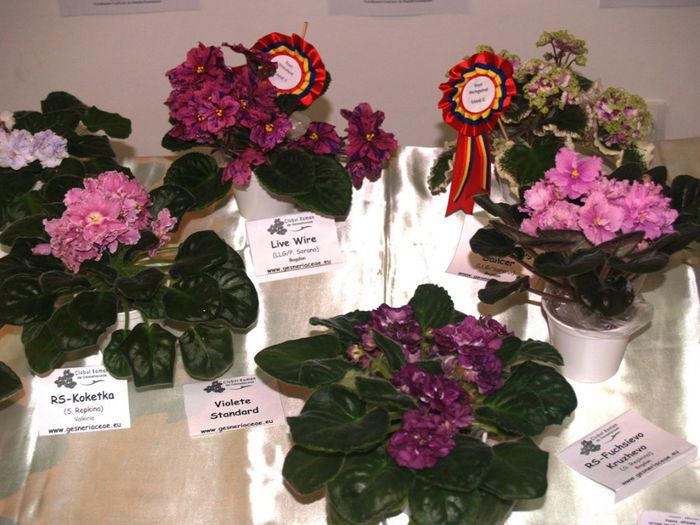 P1012381 - Expozitie violete africane si Gesneriaceae - Bucuresti - 23-25 mai 2014