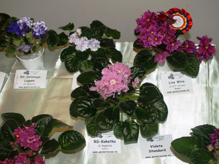 P1012383 - Expozitie violete africane si Gesneriaceae - Bucuresti - 23-25 mai 2014