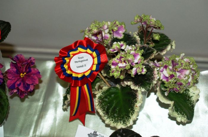 P1012386 - Expozitie violete africane si Gesneriaceae - Bucuresti - 23-25 mai 2014