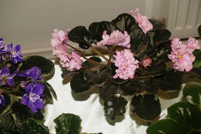 P1012391