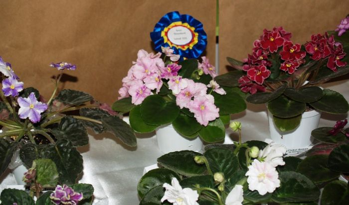 P1012407 - Expozitie violete africane si Gesneriaceae - Bucuresti - 23-25 mai 2014