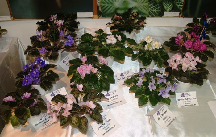 P1012408 - Expozitie violete africane si Gesneriaceae - Bucuresti - 23-25 mai 2014