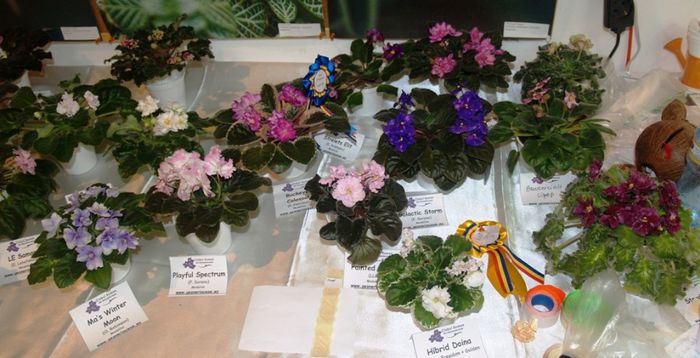 P1012409 - Expozitie violete africane si Gesneriaceae - Bucuresti - 23-25 mai 2014