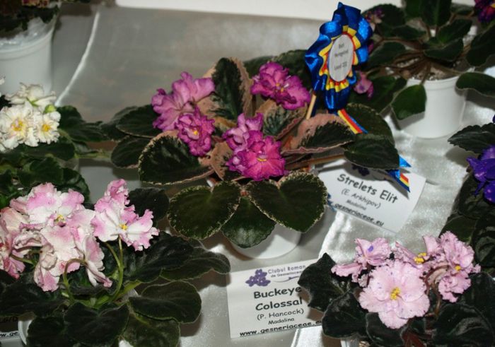 P1012411 - Expozitie violete africane si Gesneriaceae - Bucuresti - 23-25 mai 2014