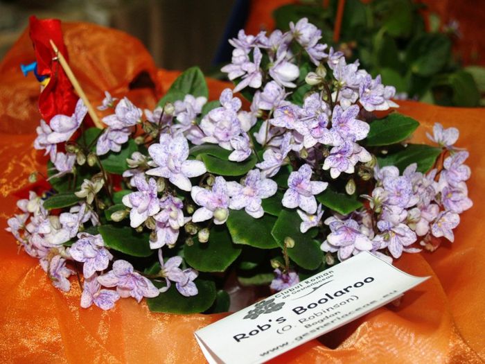 P1012450 - Expozitie violete africane si Gesneriaceae - Bucuresti - 23-25 mai 2014