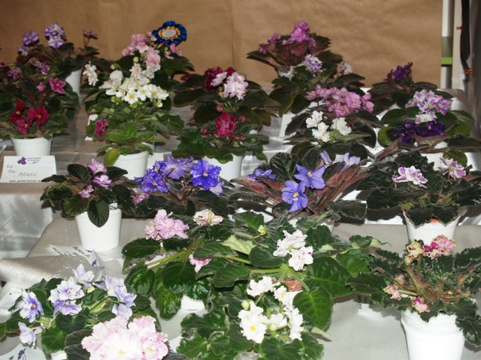 P1012479 - Expozitie violete africane si Gesneriaceae - Bucuresti - 23-25 mai 2014