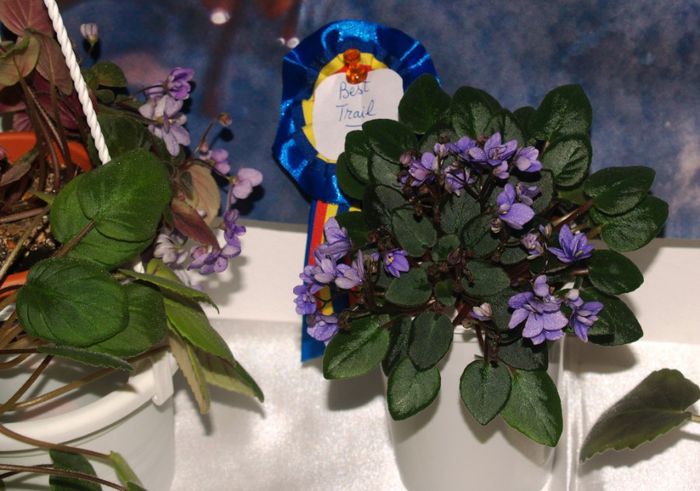 P1012480 - Expozitie violete africane si Gesneriaceae - Bucuresti - 23-25 mai 2014