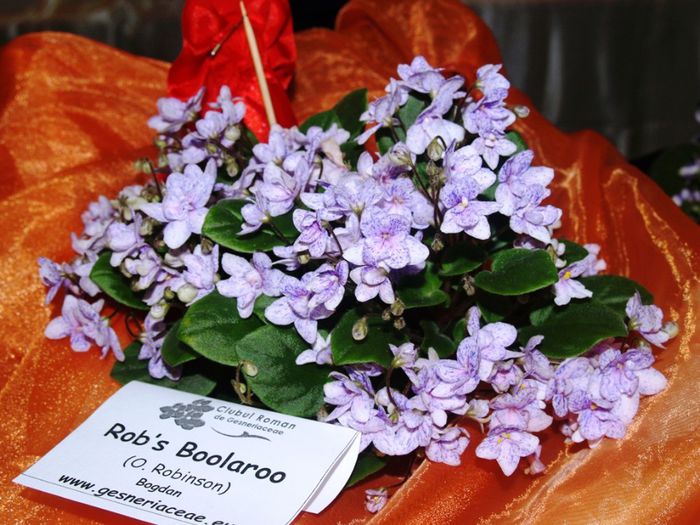 P1012482 - Expozitie violete africane si Gesneriaceae - Bucuresti - 23-25 mai 2014