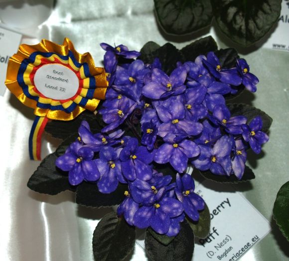 P1012484 - Expozitie violete africane si Gesneriaceae - Bucuresti - 23-25 mai 2014