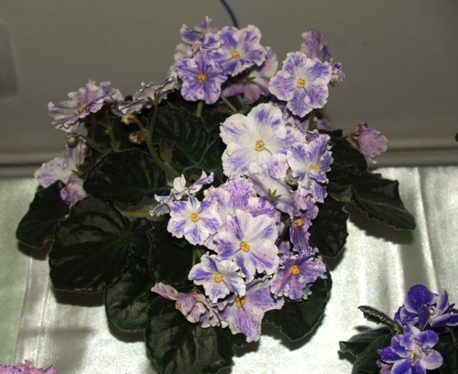P1012485 - Expozitie violete africane si Gesneriaceae - Bucuresti - 23-25 mai 2014