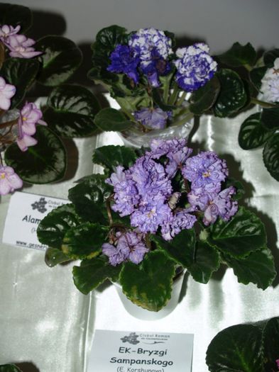 P1012488 - Expozitie violete africane si Gesneriaceae - Bucuresti - 23-25 mai 2014