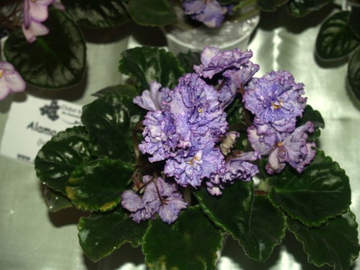 P1012489 - Expozitie violete africane si Gesneriaceae - Bucuresti - 23-25 mai 2014