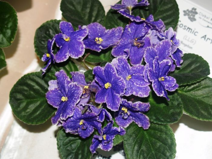 P1012490 - Expozitie violete africane si Gesneriaceae - Bucuresti - 23-25 mai 2014