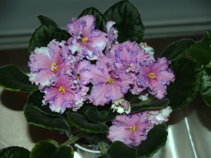 P1012491 - Expozitie violete africane si Gesneriaceae - Bucuresti - 23-25 mai 2014