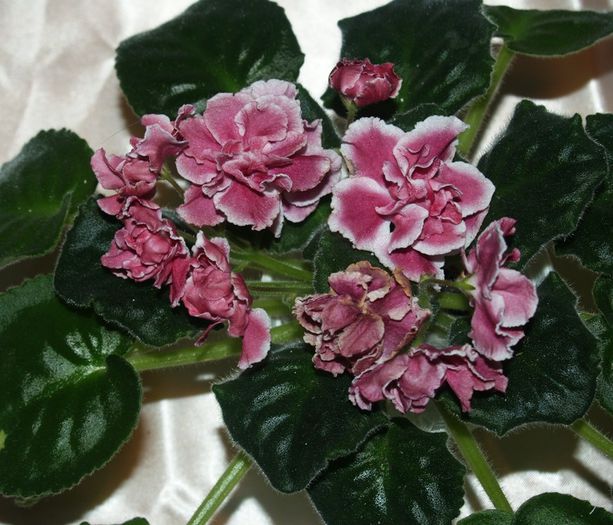 P1012492 - Expozitie violete africane si Gesneriaceae - Bucuresti - 23-25 mai 2014