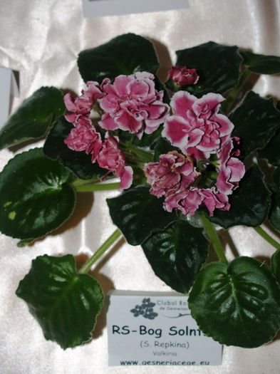 P1012493 - Expozitie violete africane si Gesneriaceae - Bucuresti - 23-25 mai 2014