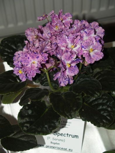P1012496 - Expozitie violete africane si Gesneriaceae - Bucuresti - 23-25 mai 2014