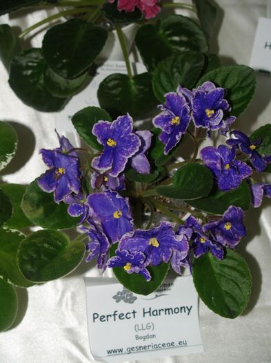 P1012497 - Expozitie violete africane si Gesneriaceae - Bucuresti - 23-25 mai 2014