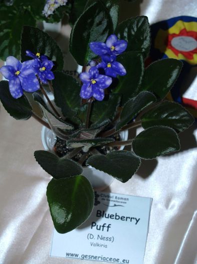 P1012498 - Expozitie violete africane si Gesneriaceae - Bucuresti - 23-25 mai 2014