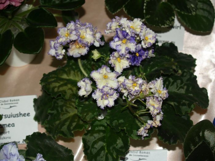 P1012499 - Expozitie violete africane si Gesneriaceae - Bucuresti - 23-25 mai 2014