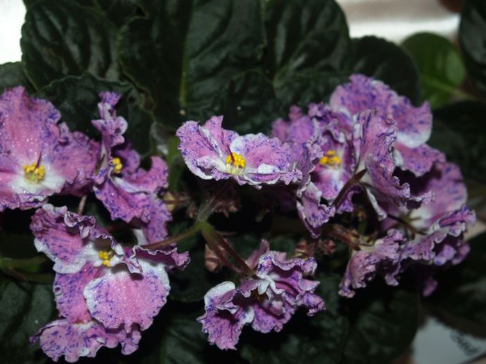 P1012500 - Expozitie violete africane si Gesneriaceae - Bucuresti - 23-25 mai 2014