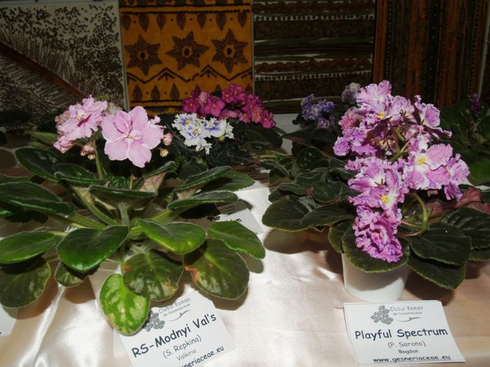 P1012502 - Expozitie violete africane si Gesneriaceae - Bucuresti - 23-25 mai 2014