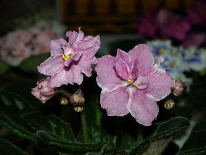 P1012503 - Expozitie violete africane si Gesneriaceae - Bucuresti - 23-25 mai 2014