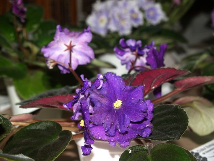 P1012504 - Expozitie violete africane si Gesneriaceae - Bucuresti - 23-25 mai 2014