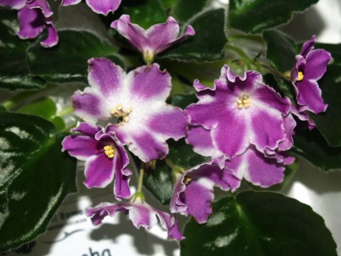 P1012507 - Expozitie violete africane si Gesneriaceae - Bucuresti - 23-25 mai 2014