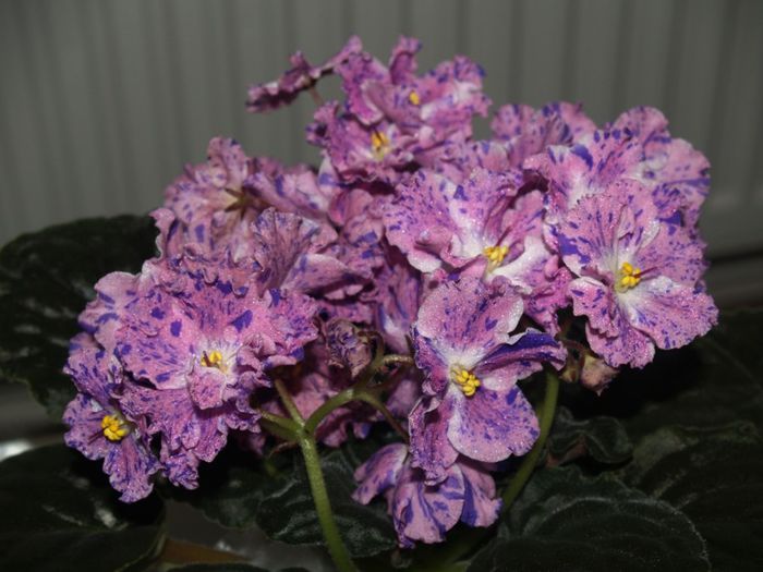 P1012509 - Expozitie violete africane si Gesneriaceae - Bucuresti - 23-25 mai 2014