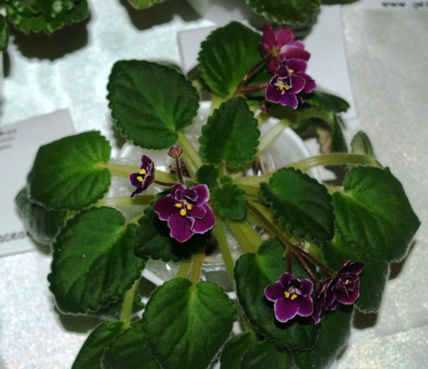 P1012515