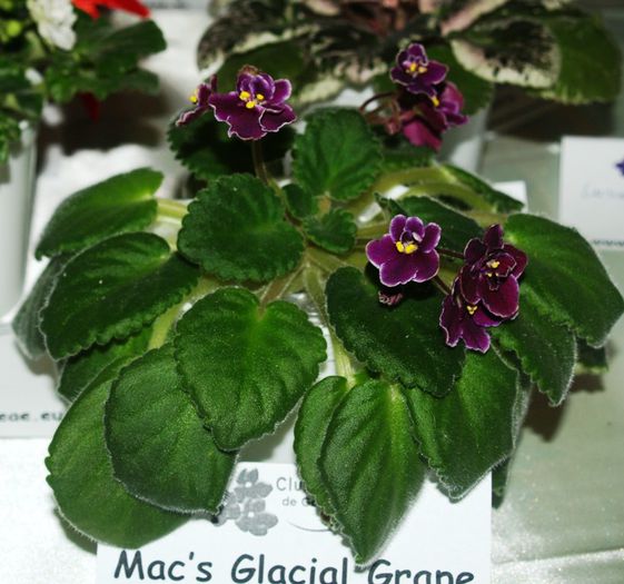 P1012516 - Expozitie violete africane si Gesneriaceae - Bucuresti - 23-25 mai 2014