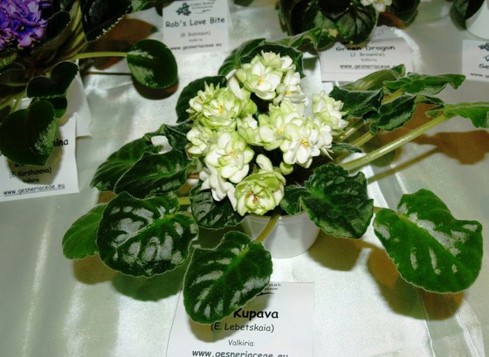 P1012584 - Expozitie violete africane si Gesneriaceae - Bucuresti - 23-25 mai 2014