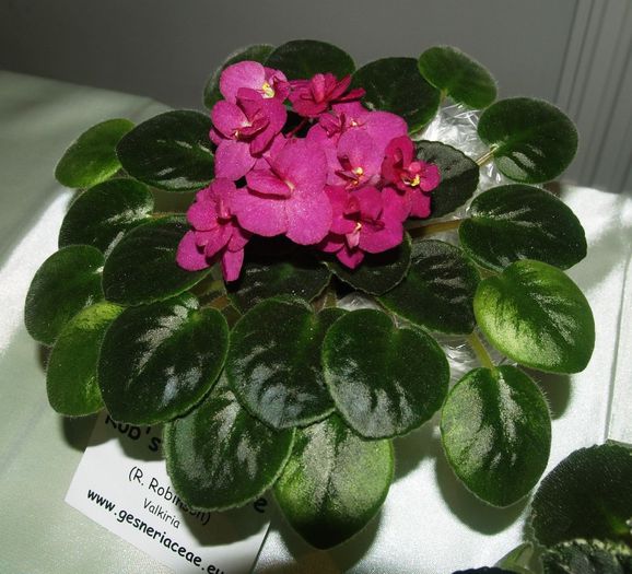 P1012591 - Expozitie violete africane si Gesneriaceae - Bucuresti - 23-25 mai 2014