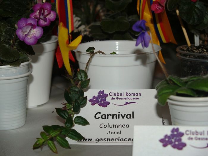 P1012605 - Expozitie violete africane si Gesneriaceae - Bucuresti - 23-25 mai 2014