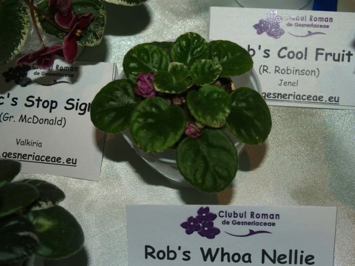 P1012607 - Expozitie violete africane si Gesneriaceae - Bucuresti - 23-25 mai 2014