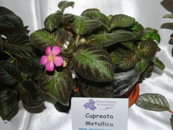 P1012640 - Expozitie violete africane si Gesneriaceae - Bucuresti - 23-25 mai 2014