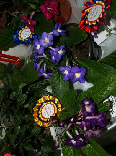 P1012647 - Expozitie violete africane si Gesneriaceae - Bucuresti - 23-25 mai 2014