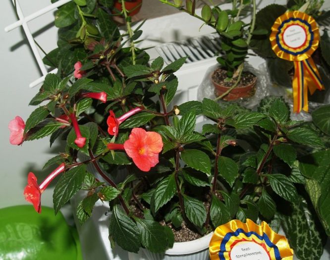 P1012648 - Expozitie violete africane si Gesneriaceae - Bucuresti - 23-25 mai 2014