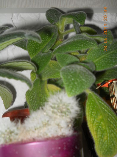 004 - EPISCIA 2014