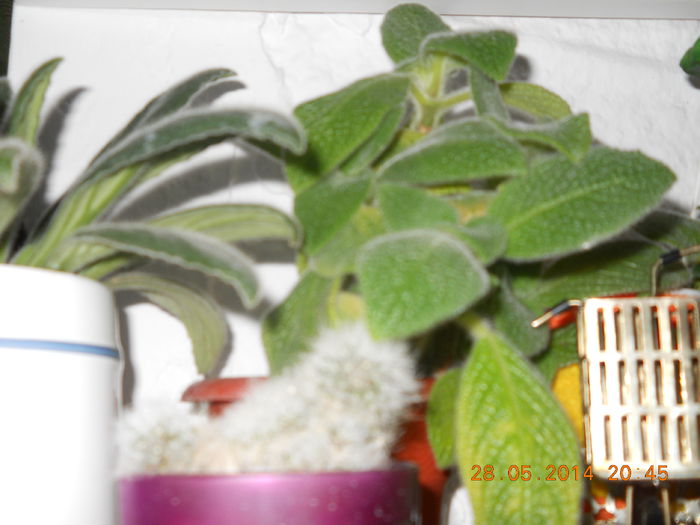 005 - EPISCIA 2014