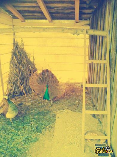 10339687_240550726138707_5157564246758890955_n (1)