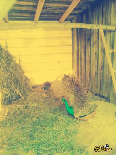 10370893_240550769472036_7859816181703667127_n