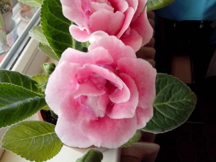 IMG_20140528_064708 - Gloxini 2012-2025