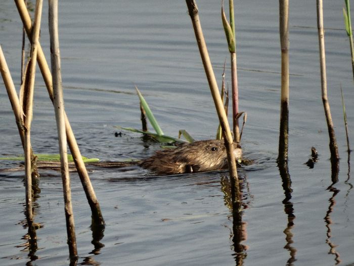 Bizamul - 1-Salbaticiuni