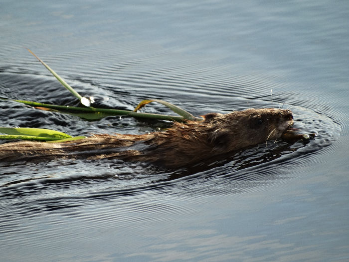 DSC00613 - 1-Salbaticiuni