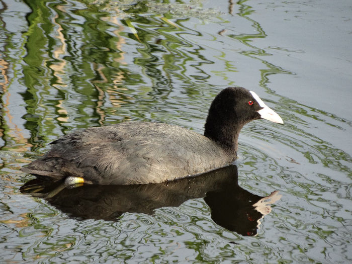 Lişiţa - 1-Salbaticiuni