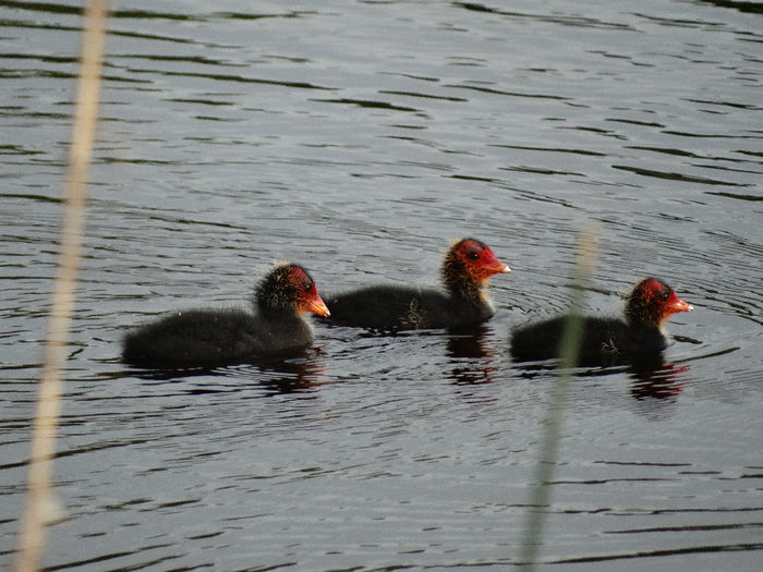Pui lişiţă - 1-Salbaticiuni