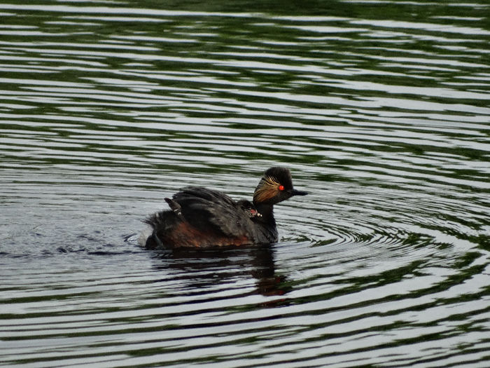 Corcodelul cu gât negru - 1-Salbaticiuni